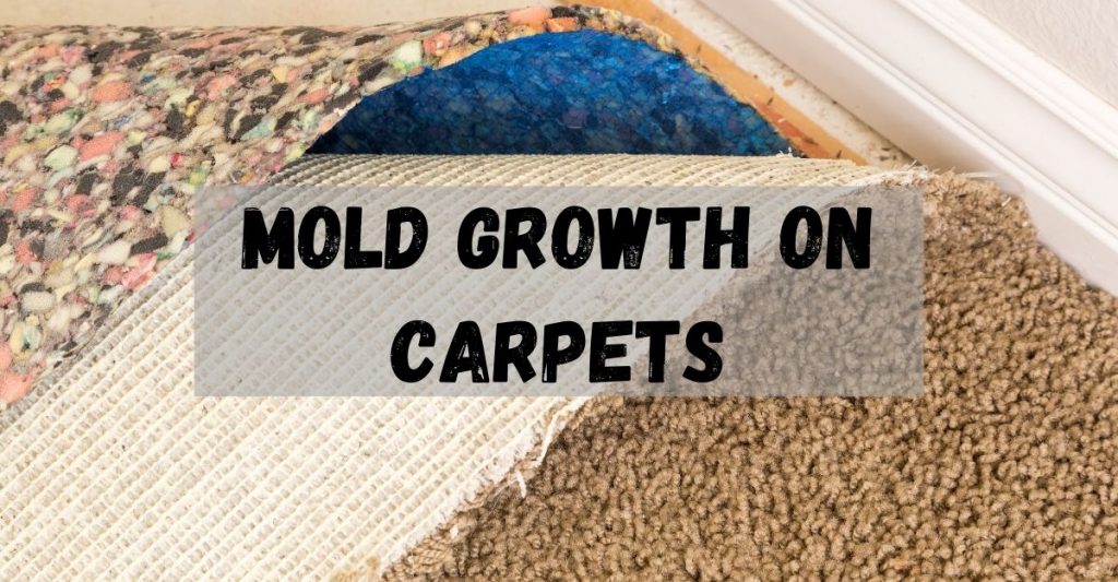 MOLD GROWTH ON CARPETS