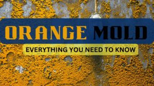 orange mold everything you need to know